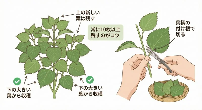 021 harvest