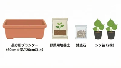 ベランダでシソを育てる方法｜摘心で1株100枚収穫を目指すコツ