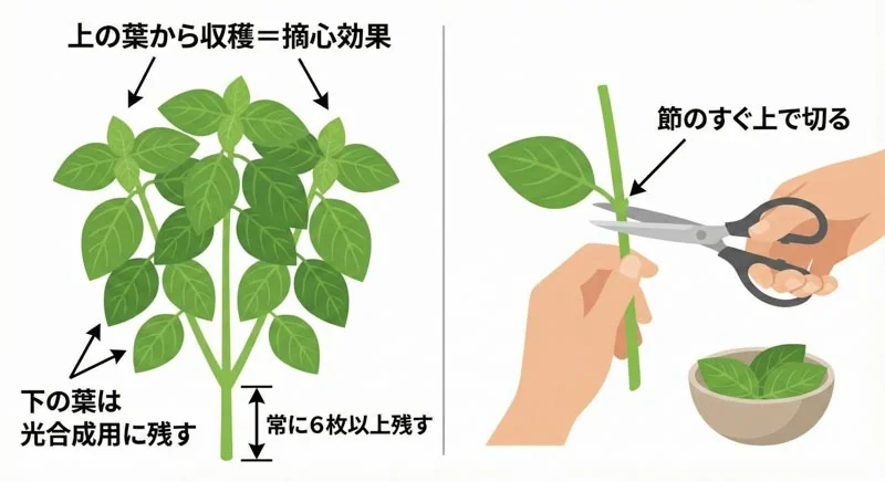 022 harvest