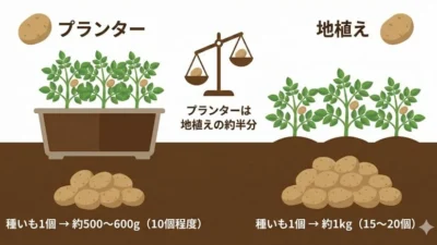 プランターでじゃがいも栽培｜収穫量を増やす芽かき・土寄せのコツ