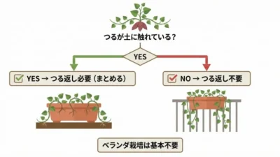 プランターさつまいものつる処理｜切らずにまとめるが正解の理由