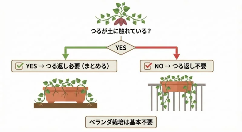 プランターさつまいものつる処理｜切らずにまとめるが正解の理由