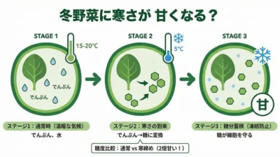 冬でも育てやすい家庭菜園の野菜7選｜防寒対策と甘くなる理由