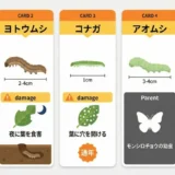 農薬を使わない家庭菜園の害虫対策｜予防が8割のコツ