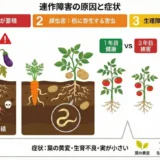 連作障害を避ける畝のローテーションと作付け計画｜野菜別年限表つき