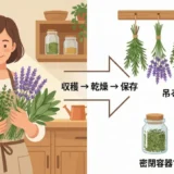 家庭菜園のハーブを乾燥させて保存する基本とアイデア