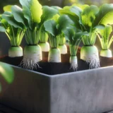 大根のプランター栽培｜ミニ大根で失敗しない育て方のコツ