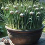 にんにくのプランター栽培｜秋植えで翌年収穫する育て方