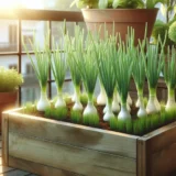 ネギをプランターで育てる方法｜再生栽培で長く収穫を楽しむコツ