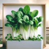 小松菜をプランターで育てる方法｜1ヶ月で収穫できる初心者野菜