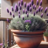 Planter lavender thumbnail