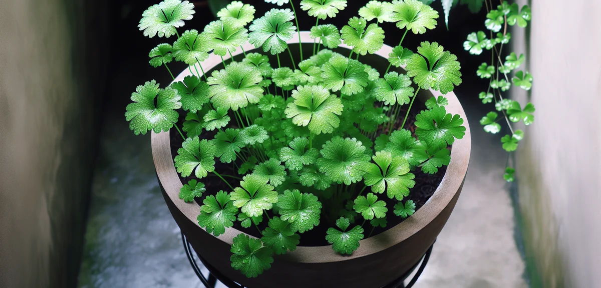 三つ葉のプランター栽培｜半日陰で育つ和の薬味を自宅で収穫