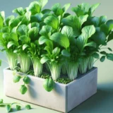 Planter mizuna thumbnail