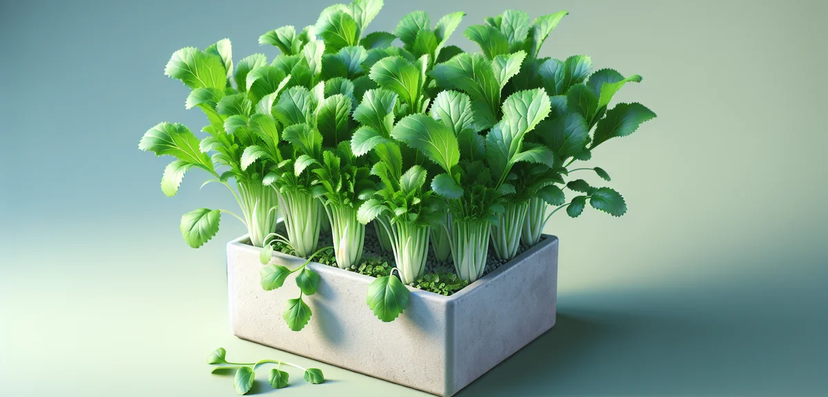 水菜のプランター栽培｜シャキシャキ食感を楽しむ育て方のコツ