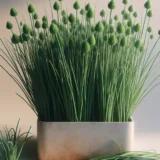 Planter nira thumbnail