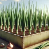 玉ねぎのプランター栽培｜苗の植え付けから収穫・保存までのコツ