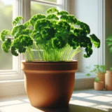 パセリをプランターで育てる方法｜長く収穫を楽しむコツ