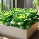 サンチュのプランター栽培｜焼肉の名脇役を自宅で収穫するコツ