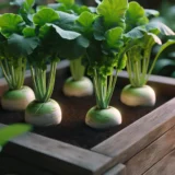 カブをプランターで育てる方法｜間引きのコツと甘く育てるポイント