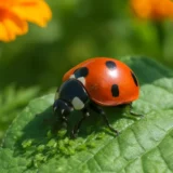 益虫を呼ぶ家庭菜園｜テントウムシ・カマキリ・クモを増やす方法