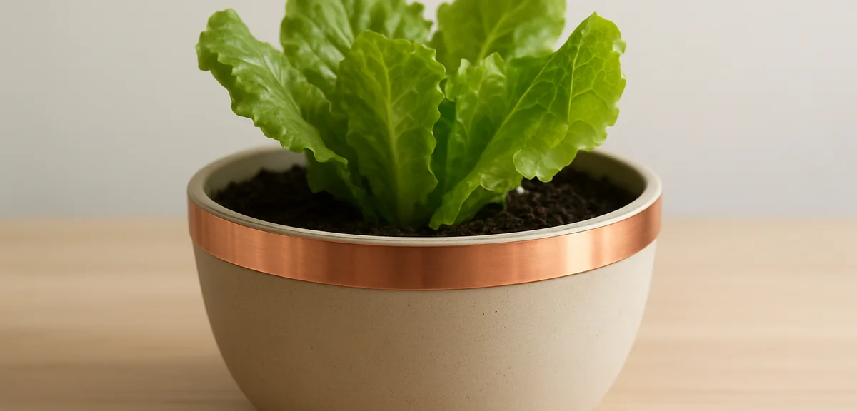 A planter with copper tape applied around the edge as a slug barrier. Healthy lettuce growing inside