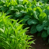 夏でも育つ葉物野菜10選｜空芯菜・モロヘイヤ・つるむらさき
