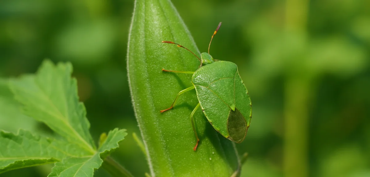 A green stink bug (kamemushi) on an okra plant in a summer garden. Showing the pest in detail. Photo