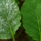 うどんこ病の予防と対策｜家庭菜園で発生しやすい野菜と治し方