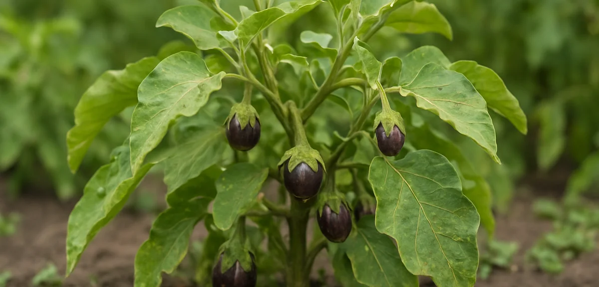 A tired-looking eggplant plant in late July with small misshapen fruits and dense foliage, signaling