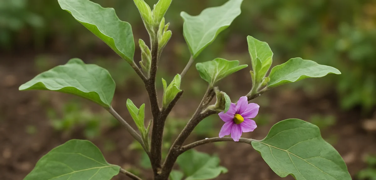 An eggplant plant a few weeks after rejuvenation pruning, with fresh new green shoots growing back a