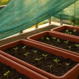 お盆過ぎに種まきする秋野菜｜残暑からのプランター栽培