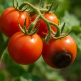 Tomato blossom end rot thumbnail