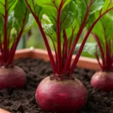 Beets planter thumbnail