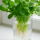 クレソンの水耕栽培｜挿し芽で増やす