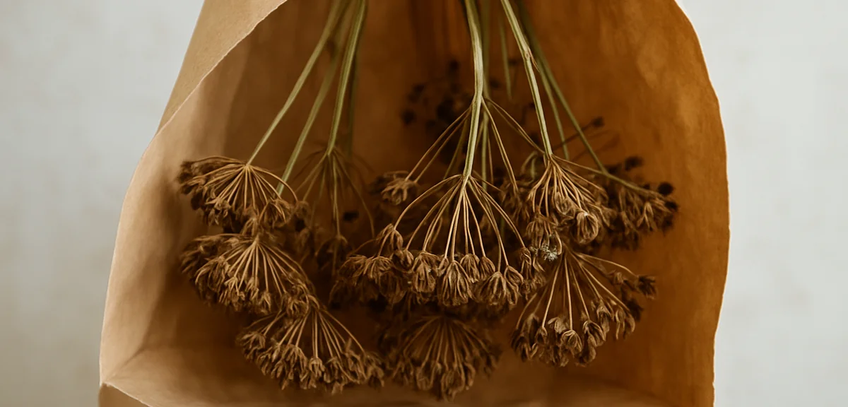 Dill flower heads turned brown with mature seeds, hanging upside down inside a paper bag to dry, see