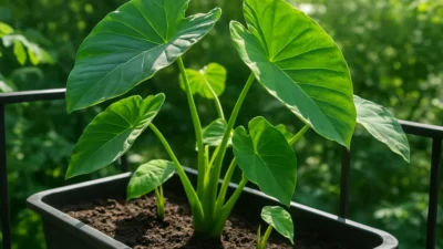 里芋のプランター栽培｜深型で育てる手順