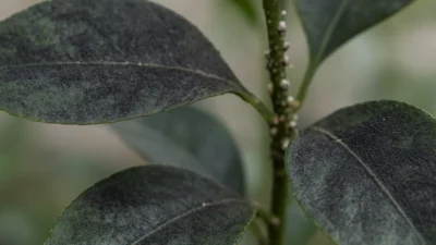 すす病の対策｜葉が黒いのは虫のせい