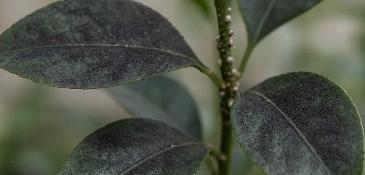 すす病の対策｜葉が黒いのは虫のせい