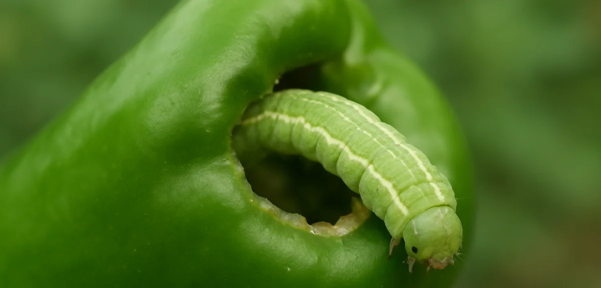 A green caterpillar with a pale body and white stripes along its back partially inside a hole in a b