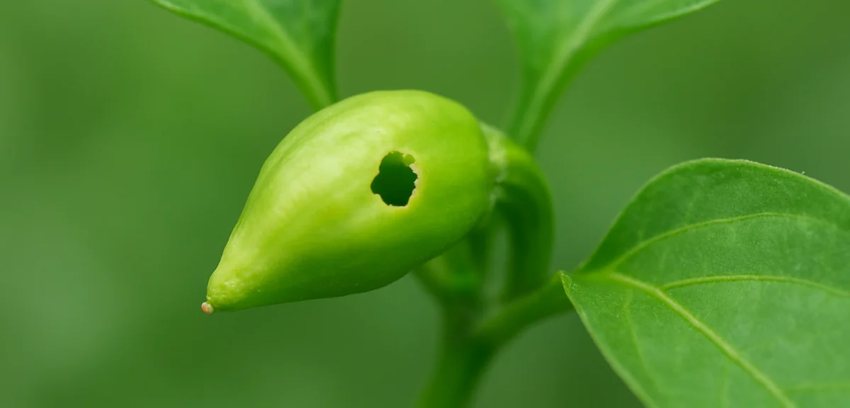 Close up of a flower bud on a pepper plant with a small chewed hole, early stage pest damage before