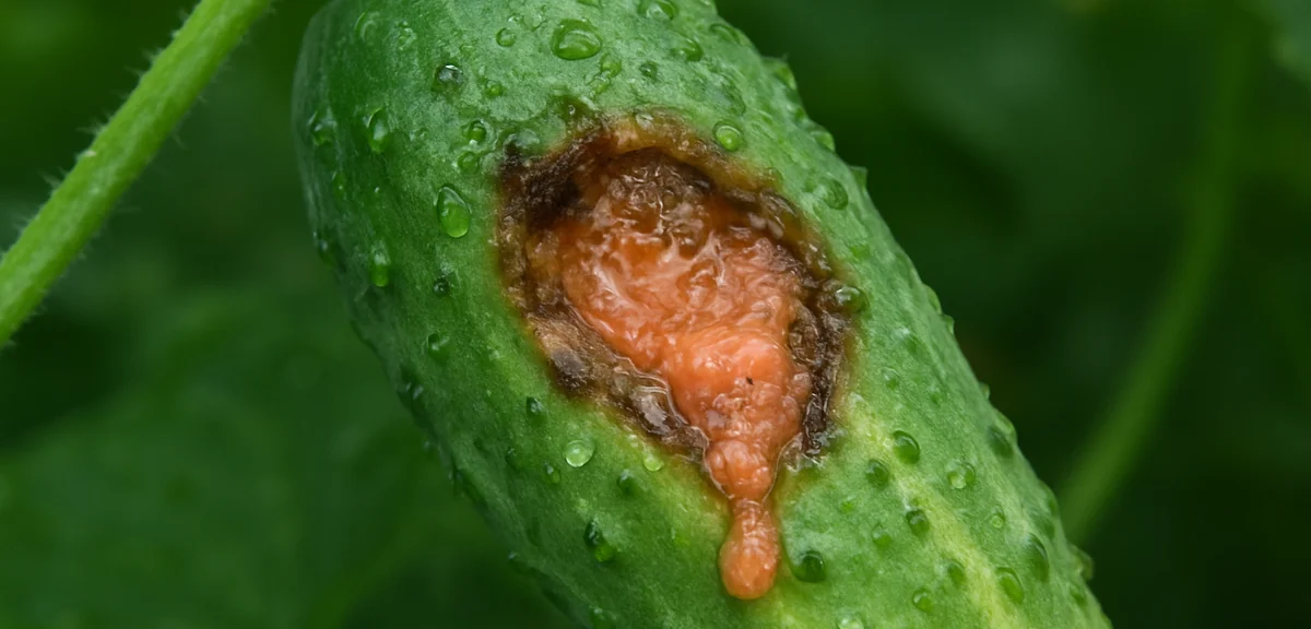 A cucumber fruit with a sunken brown lesion oozing salmon pink sticky spore masses, wet from rain, m