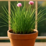 Chive thumbnail
