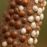 カイガラムシの駆除｜薬が効かない理由