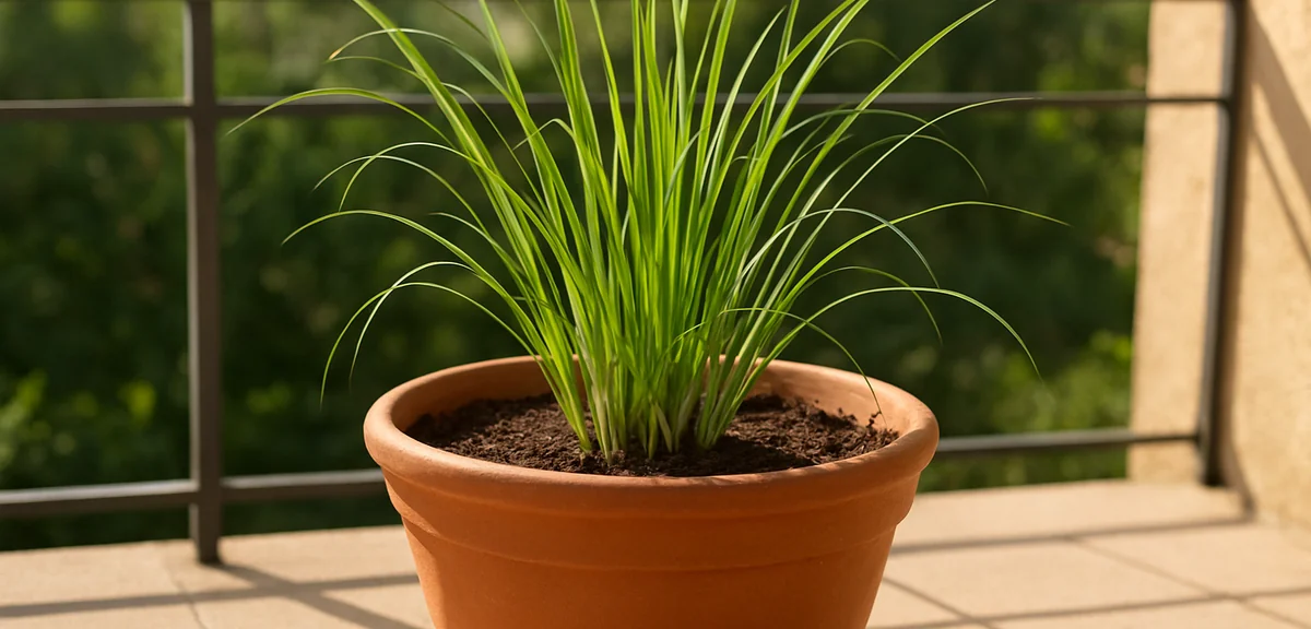 A lemongrass plant newly planted in a large terracotta pot on a sunny balcony, long thin leaves, spr