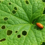 ウリハムシの対策｜葉の円い食べ跡